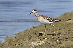 Common Greenshank